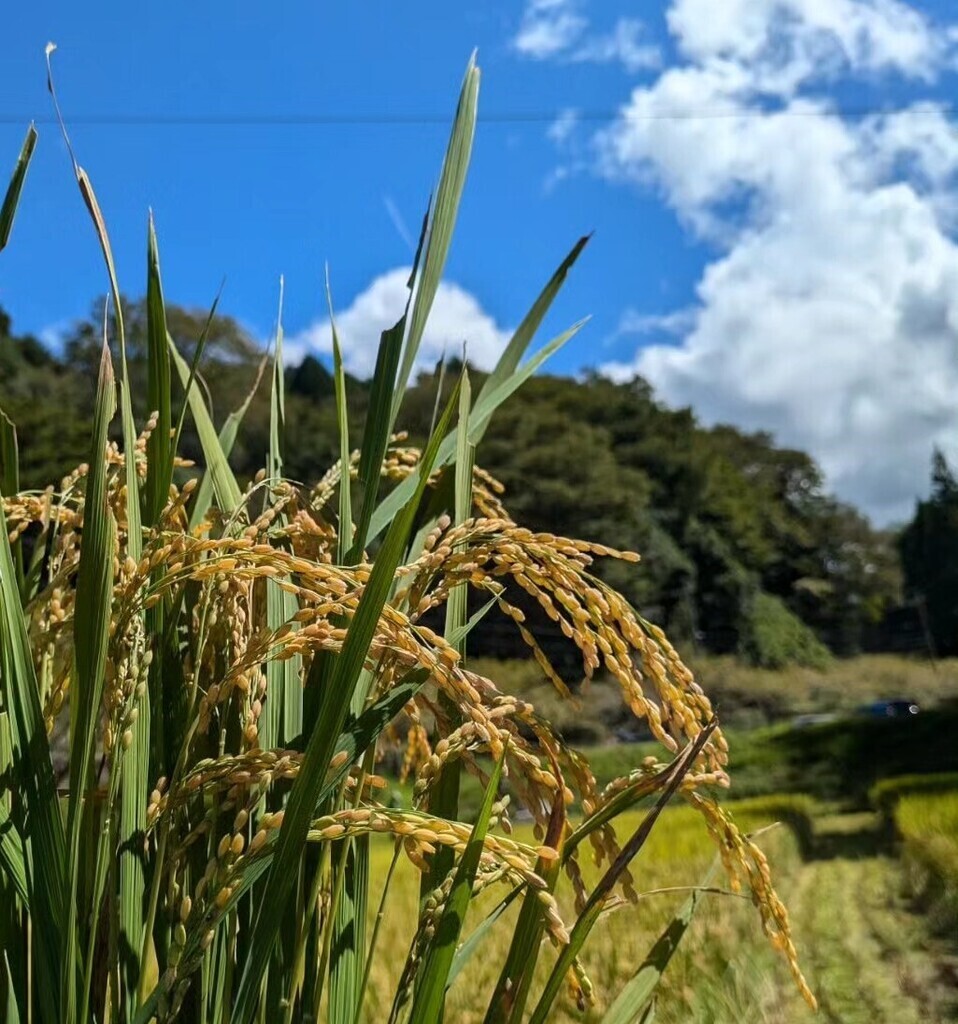 もみ殻くん炭づくり体験inすげの里　－里山のエコで持続可能なスローライフを体験－