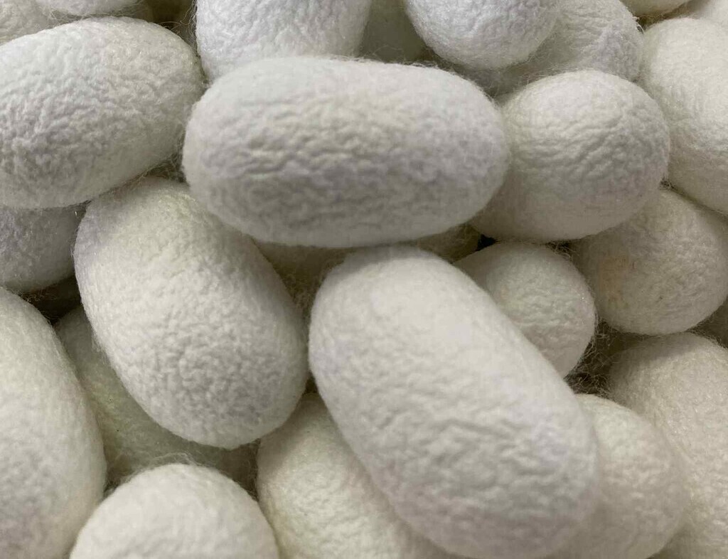 【1/17募集開始！】親子で養蚕文化を感じる！とよた衣の里プロジェクトによる繭でひな人形づくり体験