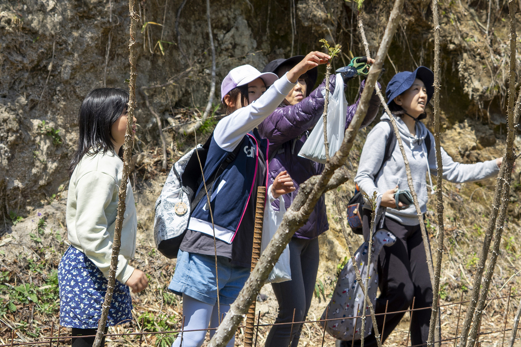 〜 旬の野草を学び、タラの芽・ウドを摘む「春の野草おかずツアー」