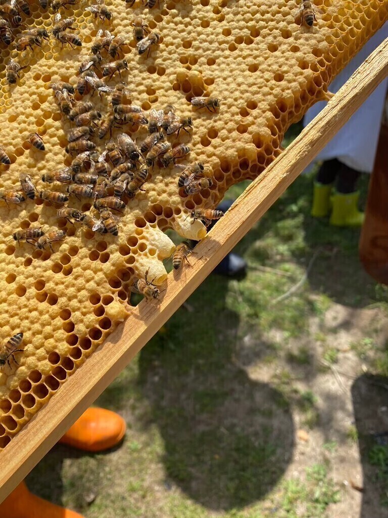 耕Life企画「ミツバチオーナー2026」