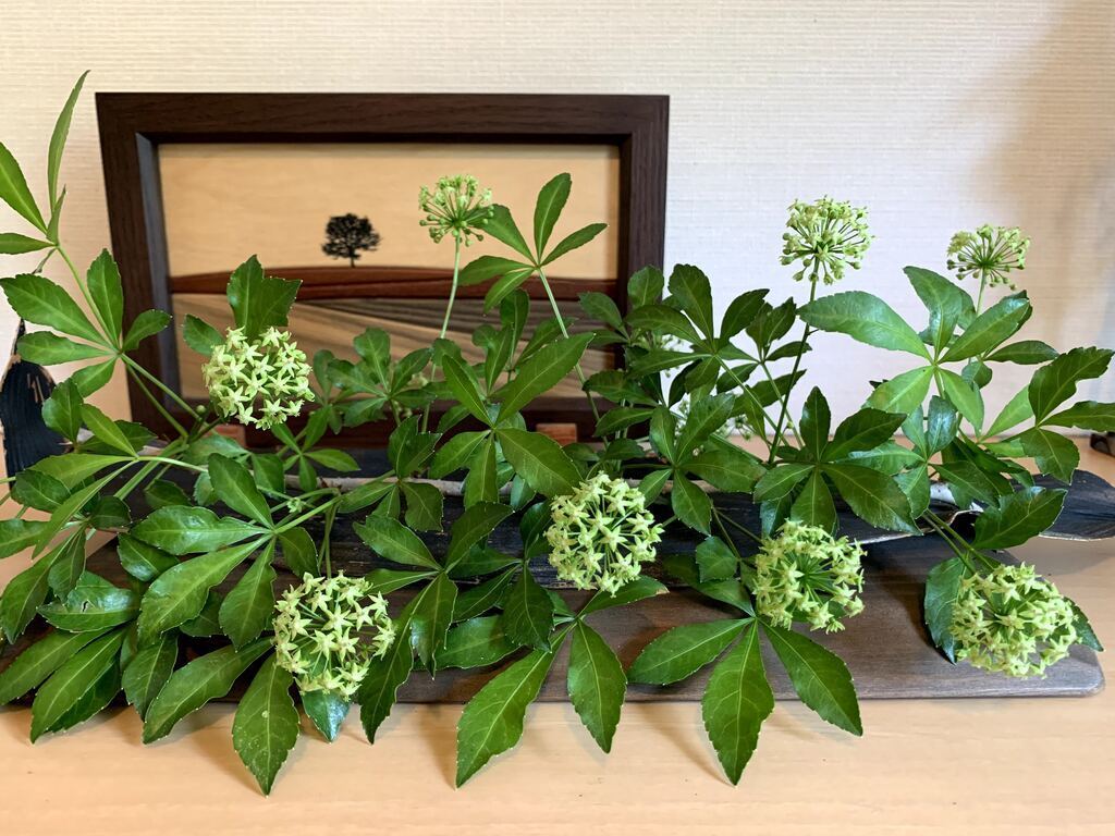 「うこぎ」って何だろう！？UKONOWAによる五加木でお茶づくり体験&ティータイムinすげの里2026